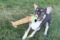 Marshall, a male French Bulldog for sale in Sturgis, MI – 6 of 10