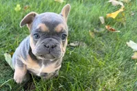 Kelly, a female French Bulldog for sale in Sturgis, MI – 8 of 10