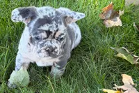 Korsak , a male French Bulldog for sale in Sturgis, MI – 3 of 10