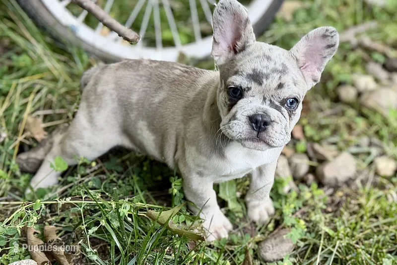 Gummy – French Bulldog puppy for sale in Sturgis, MI
