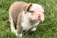 Gunner, a male French Bulldog for sale in Sturgis, MI – 3 of 10