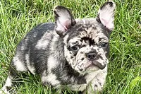 Upton, a male French Bulldog for sale in Sturgis, MI – 3 of 10