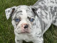 Royal, a female Frenchton for sale in Sturgis, MI – 7 of 8