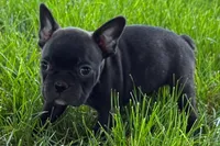 Vinny, a male Frenchton for sale in Sturgis, MI – 6 of 8