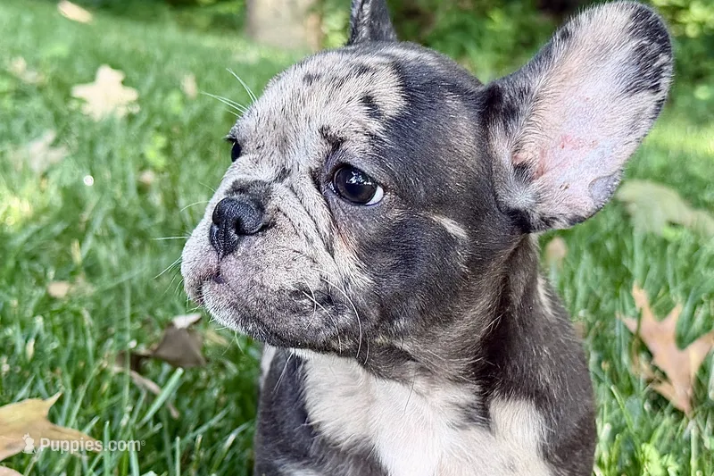 Ginger – French Bulldog puppy for sale in Sturgis, MI