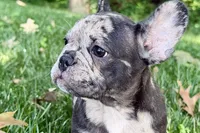 Ginger, a female French Bulldog for sale in Sturgis, MI – 2 of 8
