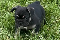 Grumpy, a male French Bulldog for sale in Sturgis, MI – 3 of 9