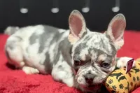 Zink, a female French Bulldog for sale in Sturgis, MI – 8 of 10
