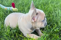 Peanut, a male French Bulldog for sale in Sturgis, MI – 8 of 10