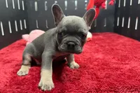 Xander, a male French Bulldog for sale in Sturgis, MI – 7 of 10