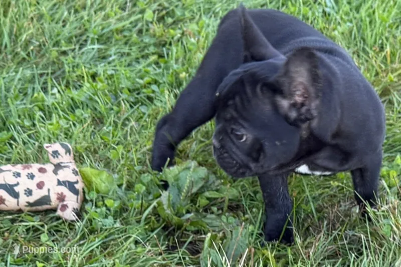 Pearl – French Bulldog puppy for sale in Sturgis, MI