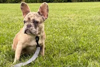 Gizmo, a male French Bulldog for sale in Sturgis, MI – 9 of 10