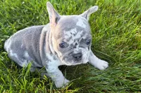 Rita, a female French Bulldog for sale in Sturgis, MI – 6 of 9