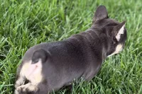 Daisy, a female French Bulldog for sale in Sturgis, MI – 2 of 10