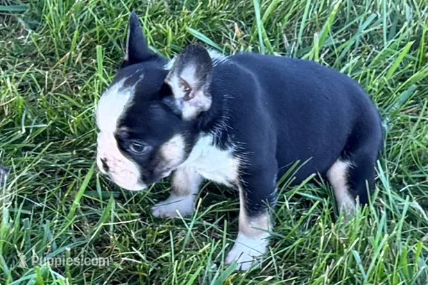 Cookie – French Bulldog puppy for sale in Sturgis, MI
