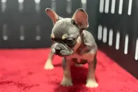 Zilo, a male French Bulldog for sale in Sturgis, MI – 9 of 9
