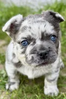 Smoky, a male French Bulldog for sale in Sturgis, MI – 3 of 10