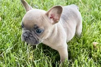 Bailey, a female French Bulldog for sale in Sturgis, MI – 9 of 9