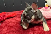 Zack , a male French Bulldog for sale in Sturgis, MI – 3 of 9