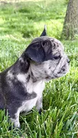 Ginger, a female French Bulldog for sale in Sturgis, MI – 6 of 10