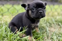 Cupcake, a female French Bulldog for sale in Sturgis, MI – 7 of 10