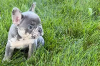 Rafe, a male French Bulldog for sale in Sturgis, MI – 6 of 9