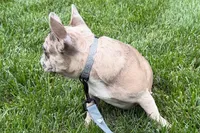 Gizmo, a male French Bulldog for sale in Sturgis, MI – 4 of 10