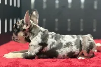 Zippy , a male French Bulldog for sale in Sturgis, MI – 7 of 10