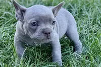 Colt, a male French Bulldog for sale in Sturgis, MI – 3 of 8