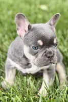 Denver, a male French Bulldog for sale in Sturgis, MI – 8 of 10