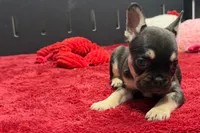 Zebra , a female French Bulldog for sale in Sturgis, MI – 6 of 10