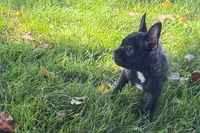 Vinny, a male Frenchton for sale in Sturgis, MI – 10 of 10