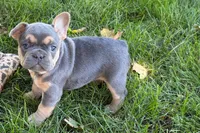 Kelly, a female French Bulldog for sale in Sturgis, MI – 10 of 10