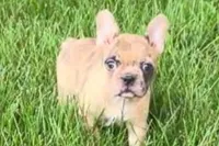 Velma , a female Frenchton for sale in Sturgis, MI – 3 of 8