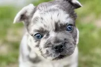 Smoky, a male French Bulldog for sale in Sturgis, MI – 2 of 10