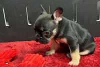 Zara , a male French Bulldog for sale in Sturgis, MI – 4 of 9