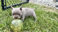Colt, a male French Bulldog for sale in Sturgis, MI – 4 of 10
