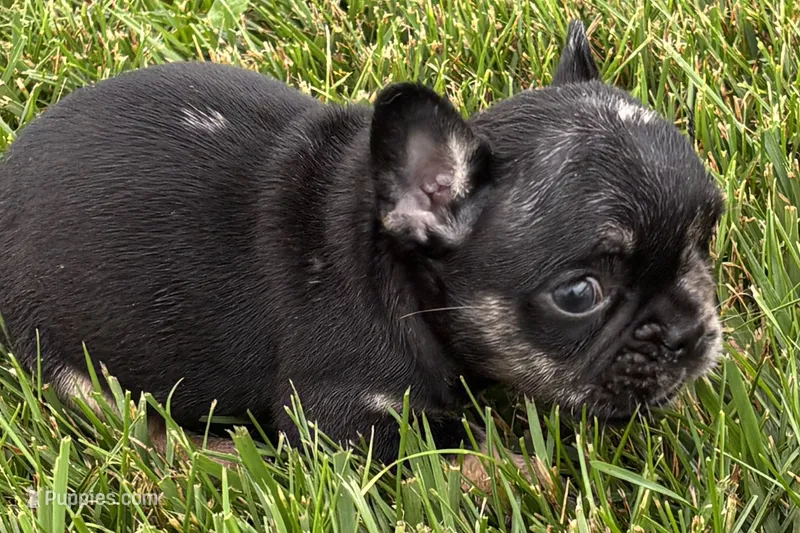 Koda – French Bulldog puppy for sale in Sturgis, MI