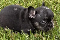 Koda, a male French Bulldog for sale in Sturgis, MI – 1 of 7
