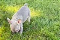 Eddie, a male French Bulldog for sale in Sturgis, MI – 9 of 9