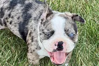 Rebel, a male Frenchton for sale in Sturgis, MI – 10 of 10