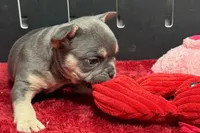 Zilo, a male French Bulldog for sale in Sturgis, MI – 2 of 10