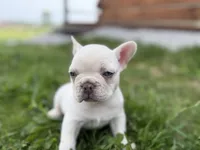 Stella, a female French Bulldog for sale in Sturgis, MI – 10 of 10