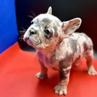 Scout, a male French Bulldog for sale in Sturgis, MI – Photo 9 of 9