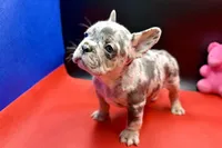 Scout, a male French Bulldog for sale in Sturgis, MI – Photo 9 of 9