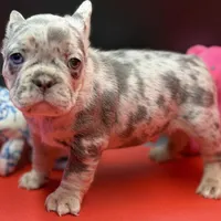 Scout, a male French Bulldog for sale in Sturgis, MI – Photo 3 of 9