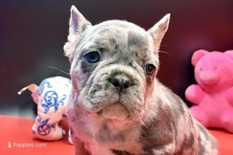 Scout, a male French Bulldog for sale in Sturgis, MI – Photo 1 of 9
