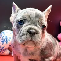 Scout, a male French Bulldog for sale in Sturgis, MI – Photo 1 of 9