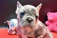 Scout, a male French Bulldog for sale in Sturgis, MI – Photo 1 of 9