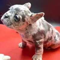 Scout, a male French Bulldog for sale in Sturgis, MI – Photo 5 of 9